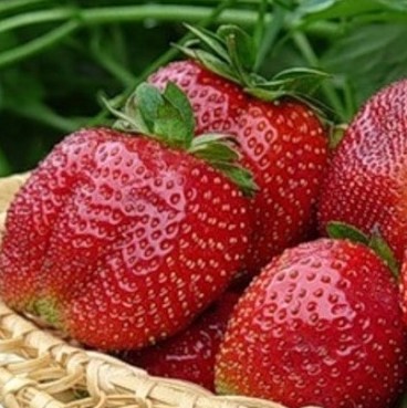 Земляника Лорд